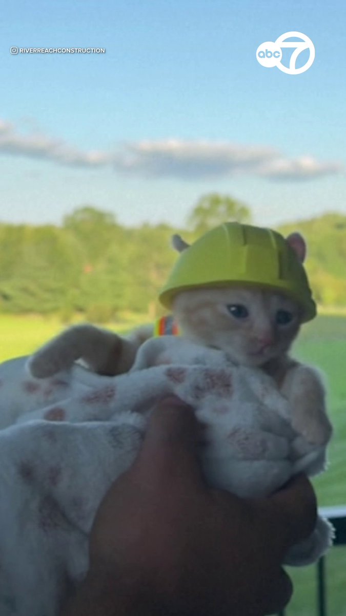 A tiny orange kitten the size of a fist was found trapped inside an excavator in Ohio. Workers rescued the feline, who quickly became part of the construction crew. 🐈🧡👷♂️