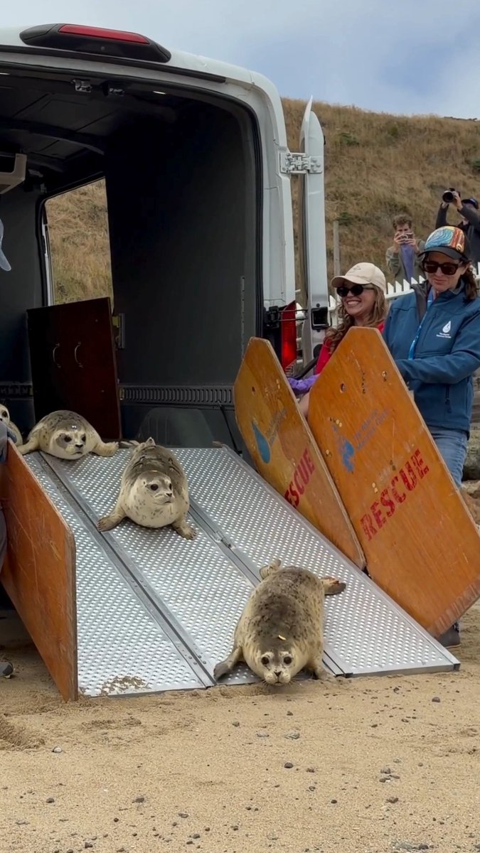 Part 2 is here 👏 and it's sea-riously cute 😉 Missed part 1? Check out our post yesterday to watch the load up process 🤗 #ReleaseDay #GoodVibes #HappyEnding #Seal #HarborSeal #WildlifeRescue