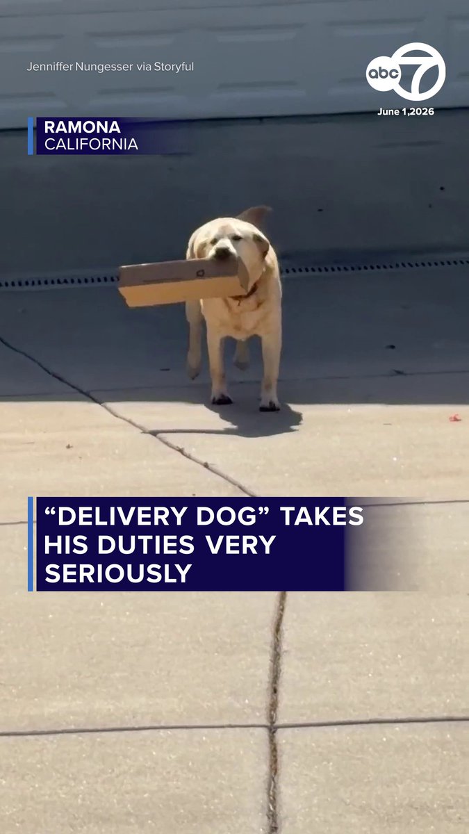 An adorable dog from Ramona went viral online after his owner uploaded videos of him helping delivery drivers carry packages to the door. 🤩 "He brings joy and a huge smile to our face every time he delivers a package or a toy or groceries into the house. It’s just so delightful to see him being so proud that he does this," his owner, Jenniffer Nungesser, said.