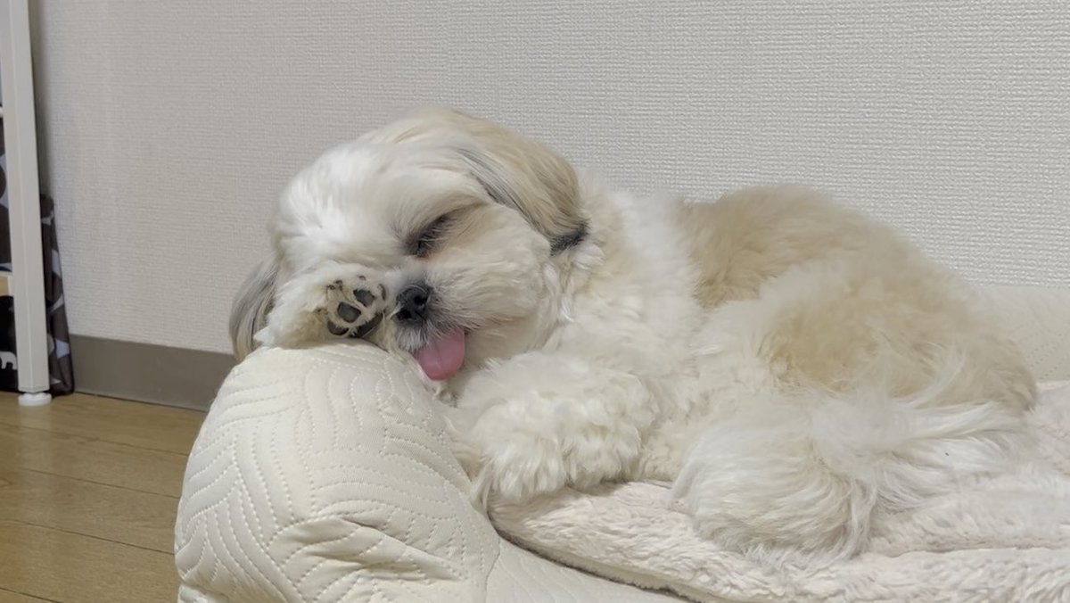ﾍﾟﾛﾝﾍﾟﾛﾝ💤 どんな夢みてる？