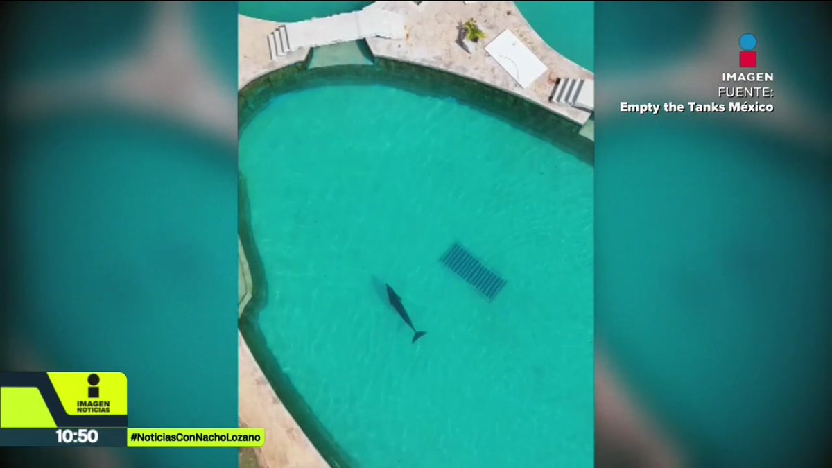 Han pasado casi 6 años desde que el #delfín “Mincho” se accidentó durante un show en un resort de la #RivieraMaya y sus condiciones no han mejorado. Vive en albercas sin sombra y tiene #cáncer en la lengua. Pero él no es el único esta estado crítico:
