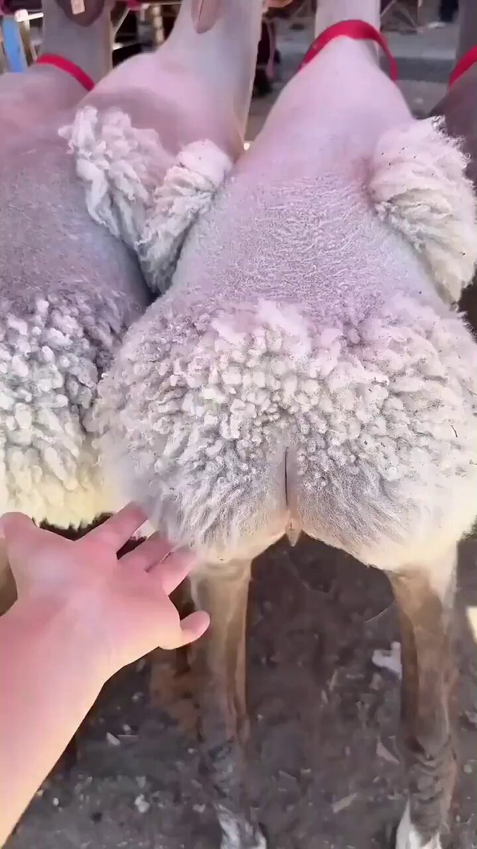 The Altay fat-tailed sheep are known for their distinctive large tails and hindquarters. They were bred to be important source of calories for ancient nomadic people. Their earliest record is found in ancient Uruk (3000 BCE) and Ur (2400 BCE).