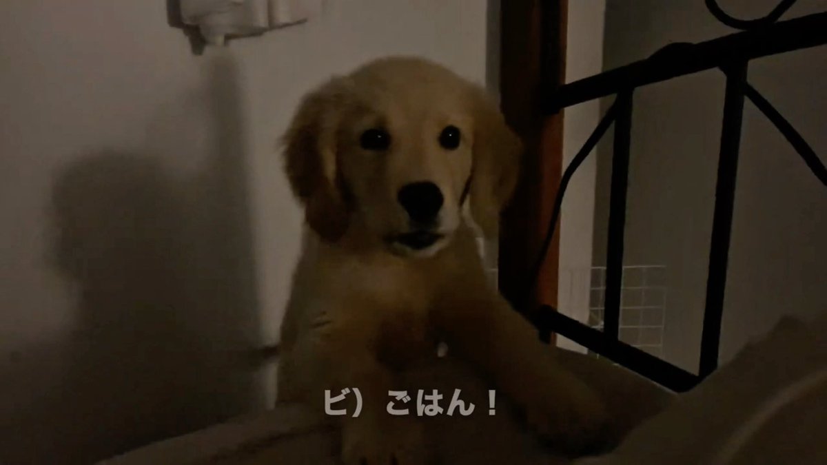 早朝、飼い主を起こしにきて「ごはん！」と叫ぶゴールデンレトリバー子犬