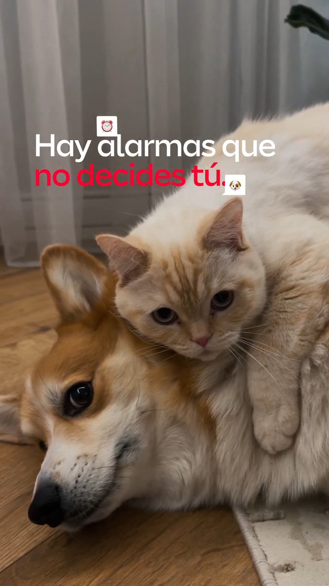 Ellos ponen los horarios y tú te adaptas, pero al final, cuando alguien ocupa todo tu día, protegerlo es lo primero con el Seguro para Mascotas Mapfre. Mapfre VamosDondeVas
