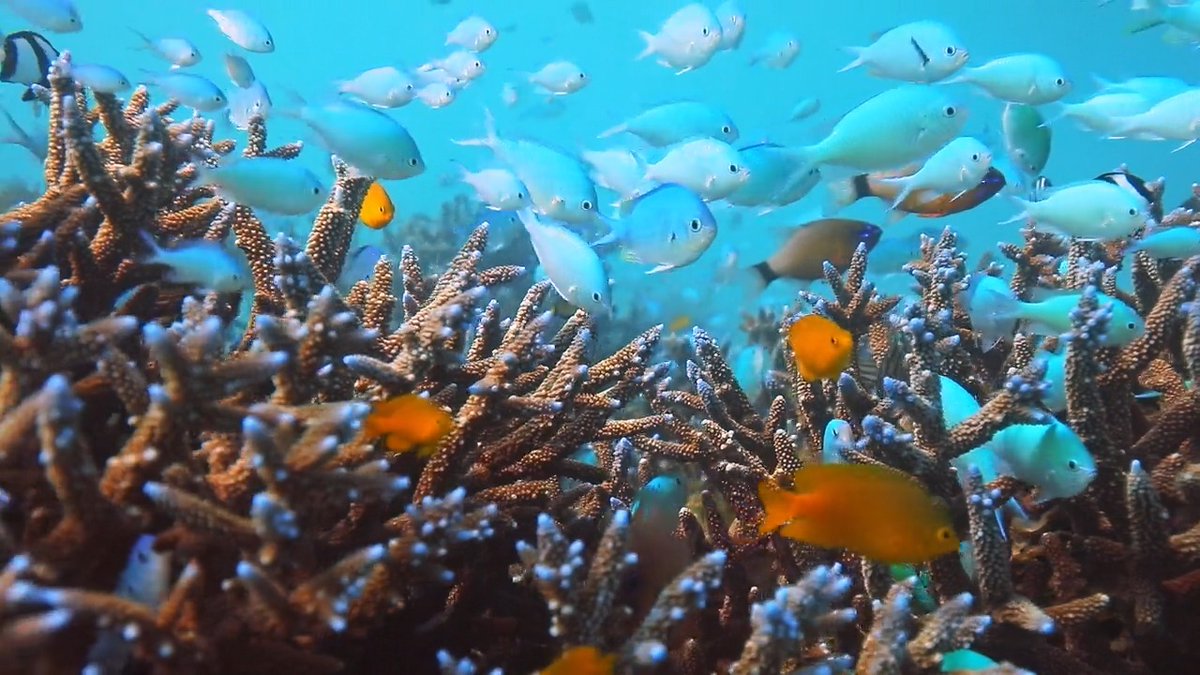 School's in session 🐠📚 📸: Philip Thurston #TropicalFish #SchoolofFish #CoralReef