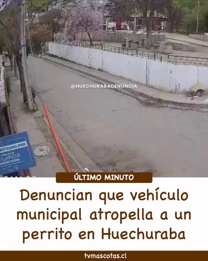 Esto no puede quedar impune! Lo mató de forma intencional, pudo evitarlo y no lo hizo 😡 Denuncian que vehículo municipal atropella a un perrito en Huechuraba Maximiliano Luksic Municipio Huechuraba