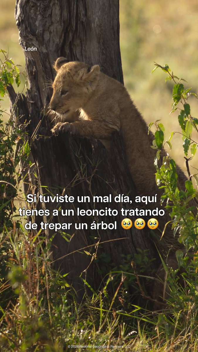 Intenta no reirte del leoncito 🤣 #León, nueva serie. Solo en #DisneyPlus.