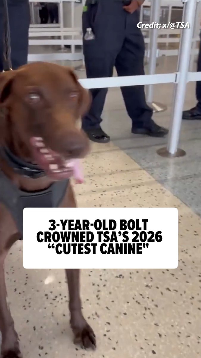 🐶 TSA's 2026 "cutest canine" has been awarded to 3-year-old Bolt!