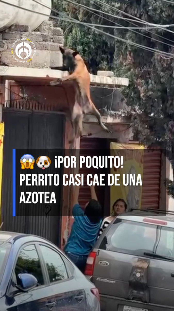 😰🐶 ¡Qué susto! Una persona estuvo justo ahí para evitarle una caída que pudo terminar muy mal. #RFmx #Imperdible