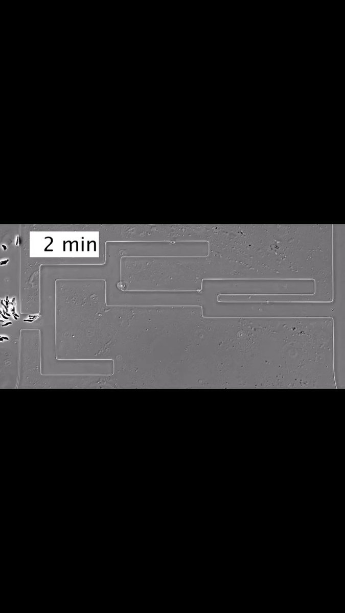 Cells are particularly good at solving mazes, according to a 2020 Science study that demonstrates how they are able to navigate long and complicated routes through the body using self-generated chemoattractant gradients. Learn more: #ScienceMagArchives