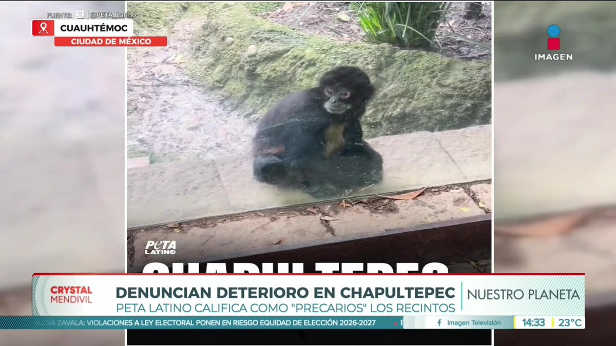 PETA denuncia maltrato de animales en zoológico de Chapultepec. #NuestroPlaneta con Adriana Treviño #NoticiasImagen #YoTeVeo #ImagenNoticias con Crystal Mendivil Imagen Crystal