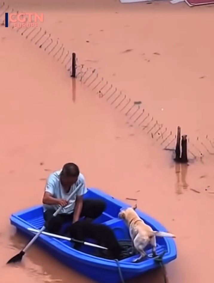 These are the posts I would like to be seeing about Nepal! 🫶🏼 😢 #devastating #heartwarming #nepal #animalrescue #animals