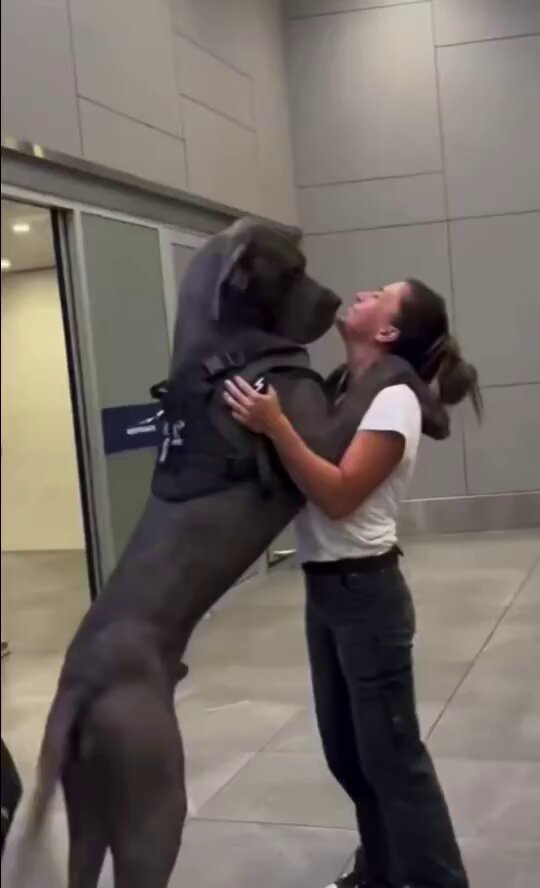 Soft videos. Real version: me stuck on his knot, shaking, and taking every drop. Link in bio #dogs #K9 #USA