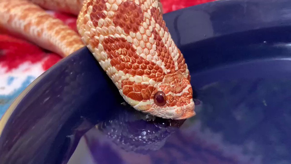 ヘビの水分補給、想像以上に飲み方が可愛かった。