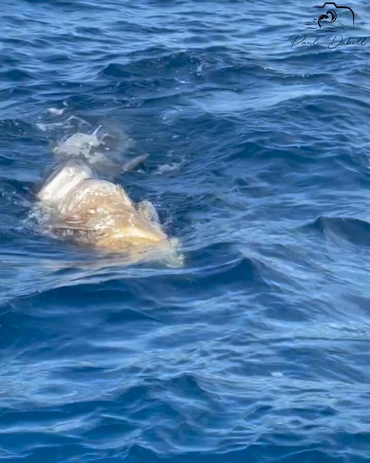 Tiger sharks feeding on a giant grouper! I jump in and spear a cobia off one of the tiger sharks.