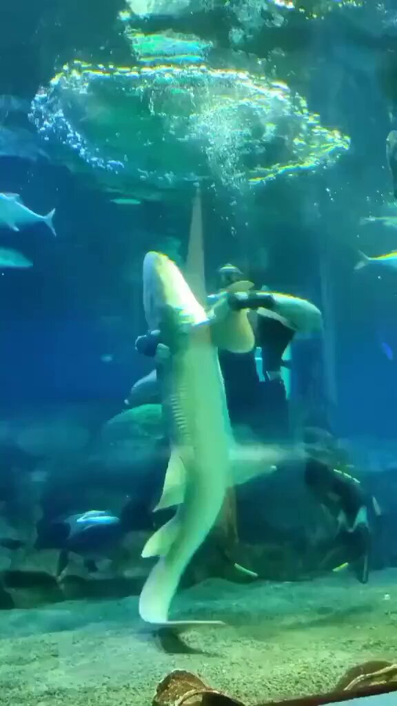 me and my wife who got turned into a shark by an evil witch dancing and being in love