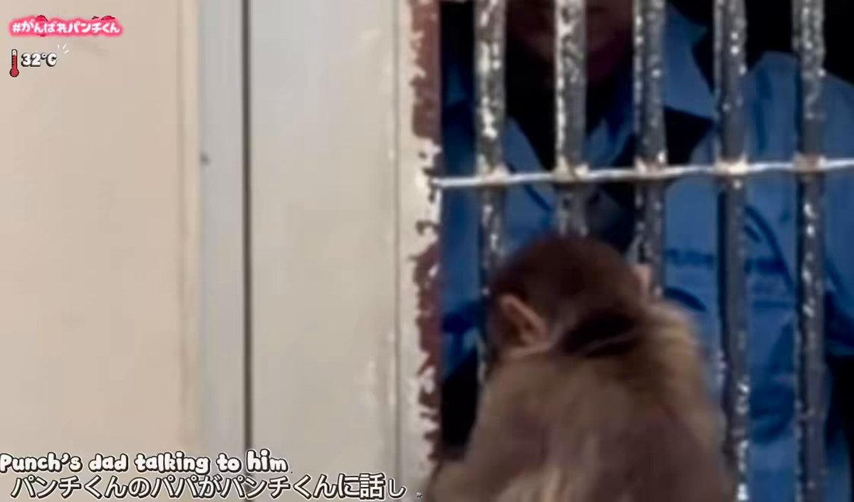 2026.08.28 🗓️ 🚨 ‼️✨ YES, Hooray! 😭 Lil Punch talked to his Papa Miyakoshi, who gently stroked his Punch! 🥰 Papa even gave Punch a To-Go 🥕🍎 snack as he left, which seemed to make Punch so happy, 🐵 that you could see he had an extra pep in his step after seeing Papa! ✨❤️‍🔥 #punch #ichikawazoo #punchi cr. YT: StudySerafim 🙇🏻‍♀️