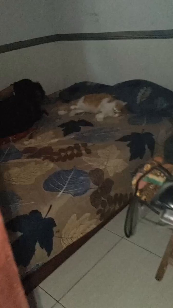 percaya gak? hewan peliharaan mu adalah cerminan dirimu 😭