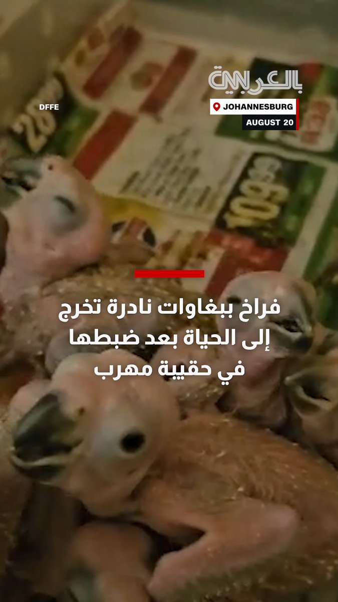 شاهد.. فراخ ببغاوات مهددة بالانقراض تخرج إلى الحياة بعد ضبطها في حقيبة مهرب