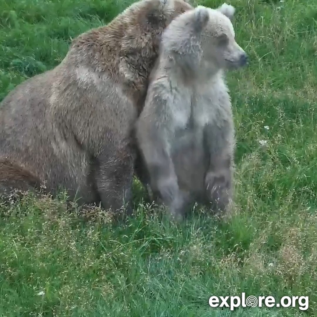 Bear 901 would make a great 'Dolly.' 💚