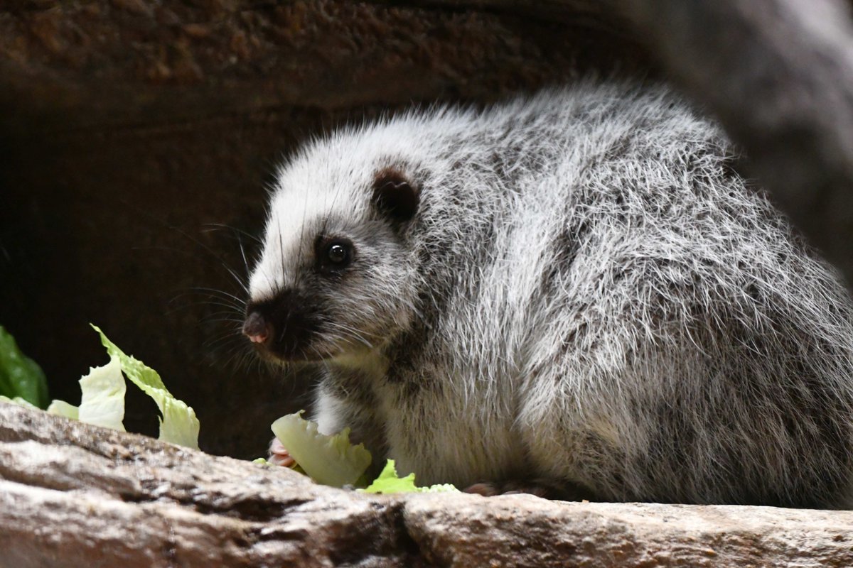 Kinda chic to be one of the only zoos in America with giant cloud rats. 👀 Have you seen these guys at the Primate House?