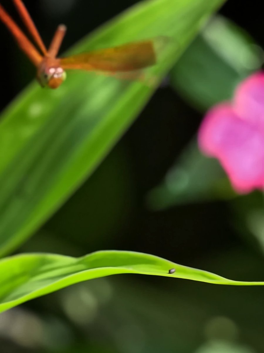 Nature in 960 frames per second 🤯 Shot on #GoProMISSION1 PRO ILS by Andrew Shannon with a $60 50mm macro lens. 🔍 Brightin Star 50mm f/1.8 🏆 $500 GoPro Award #GoPro #WildlifePhotography #Macro #SloMo
