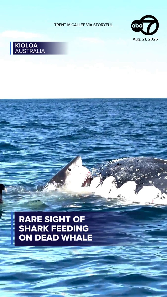 RARE SIGHT! A videographer captured the moment a humpback whale became a dinner feast for sharks off the Australian coast.
