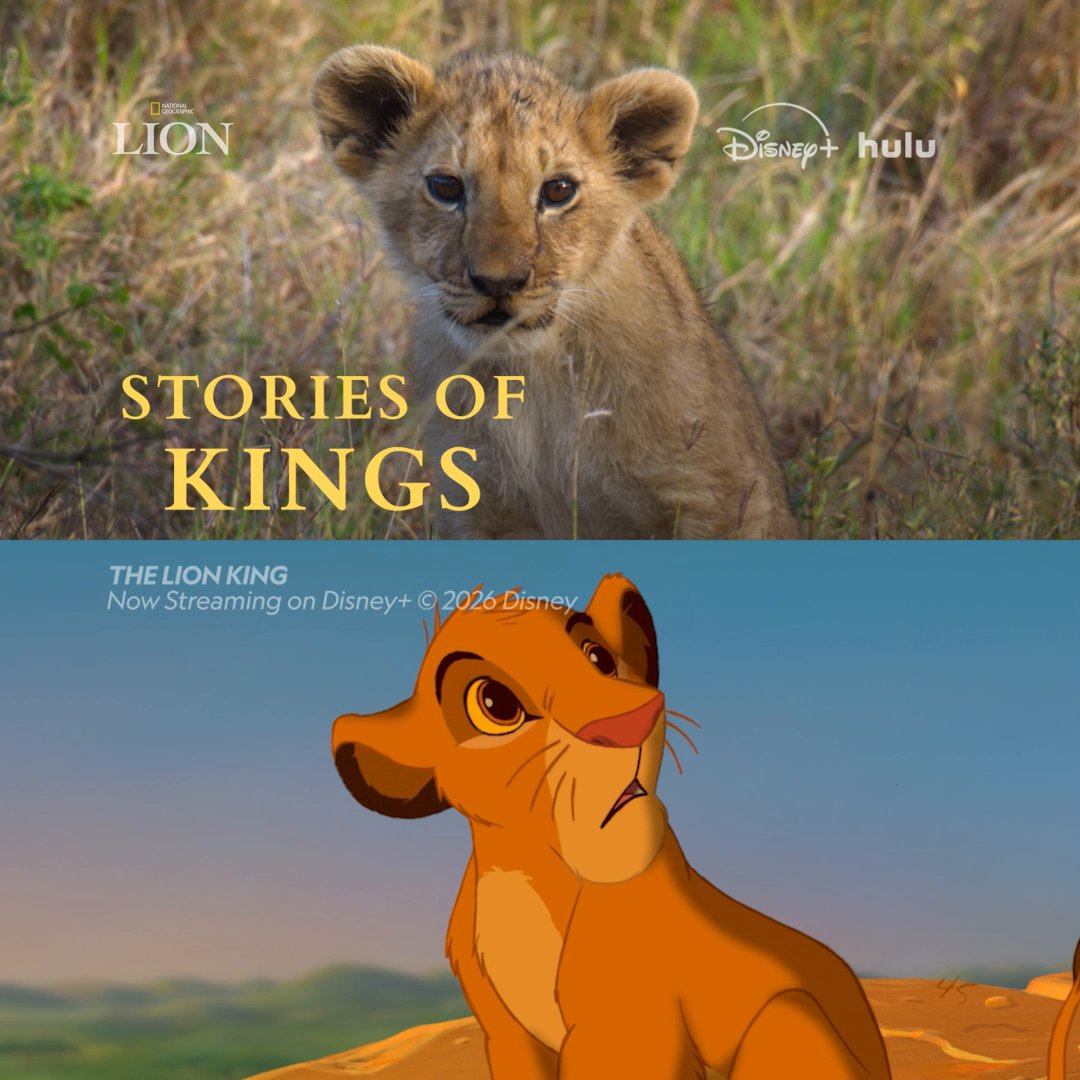 Kio is ready to be king—but does he have what it takes? 🦁 #NatGeoLION is now streaming on Disney+ and Hulu.