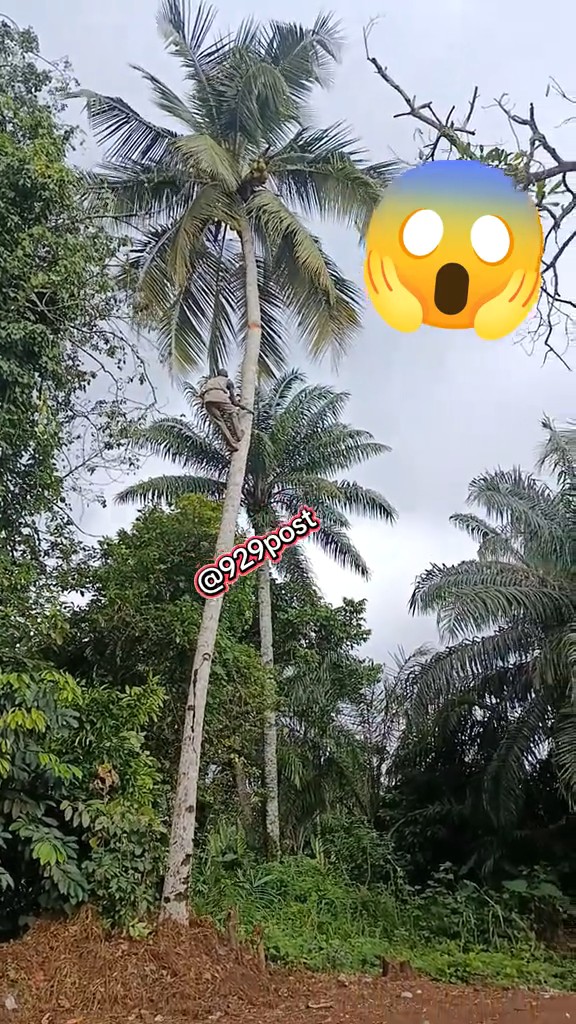Moment a coconut tree collåpsed while a man was climbing down from the tree🤯🙆