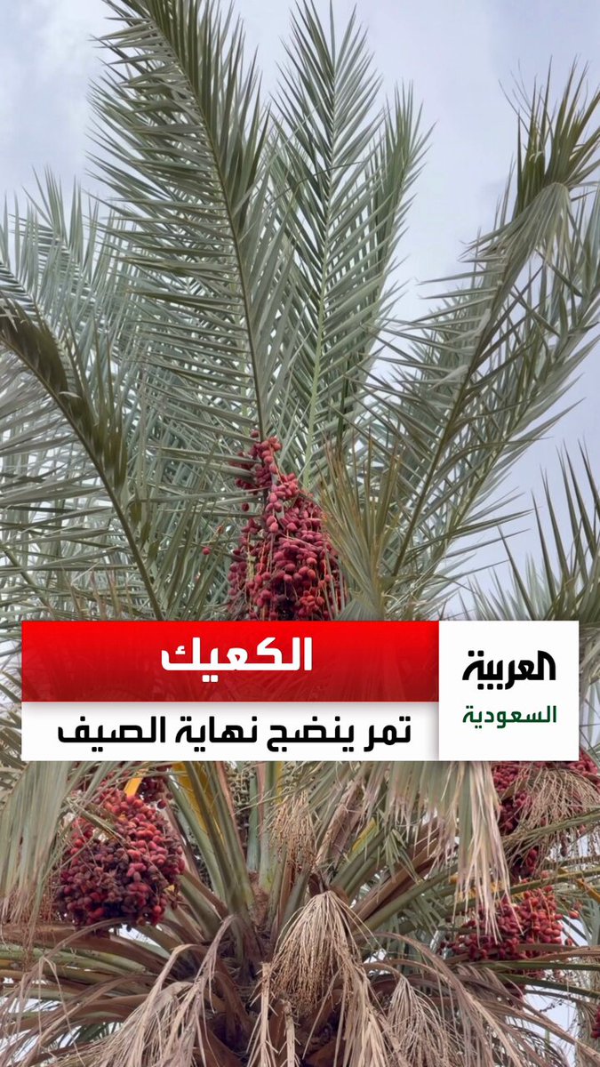 يسقى بماء المطر وينضج آخر الصيف .. تعرف على الكعيك أشهر تمور وادي الصفراء في #المدينة_المنورة عبر : @alfuraidi
