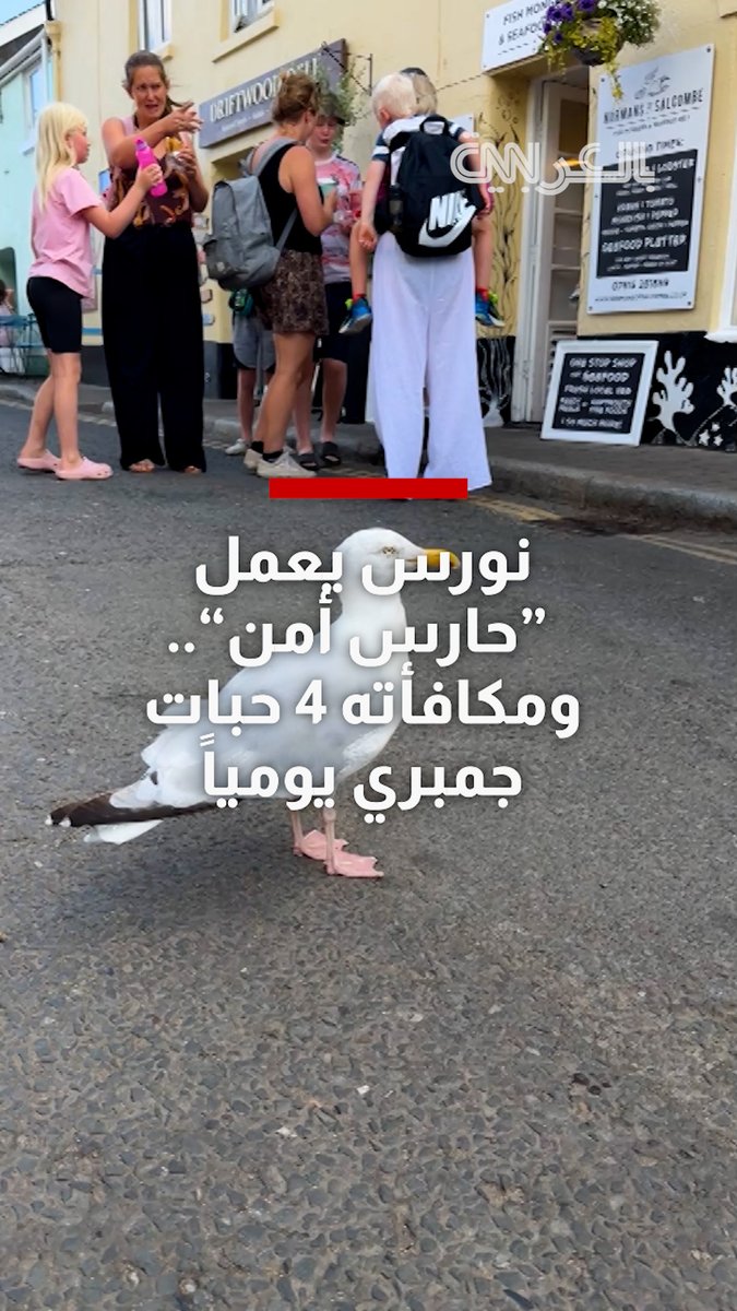 نورس يعمل "حارس أمن".. ومكافأته 4 حبات جمبري يومياً