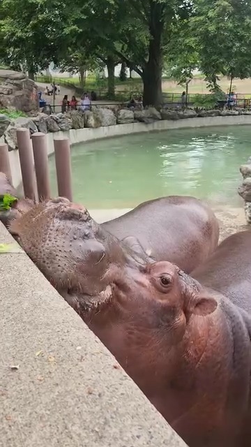 When in romaine, do as the hippos do 🥬😋