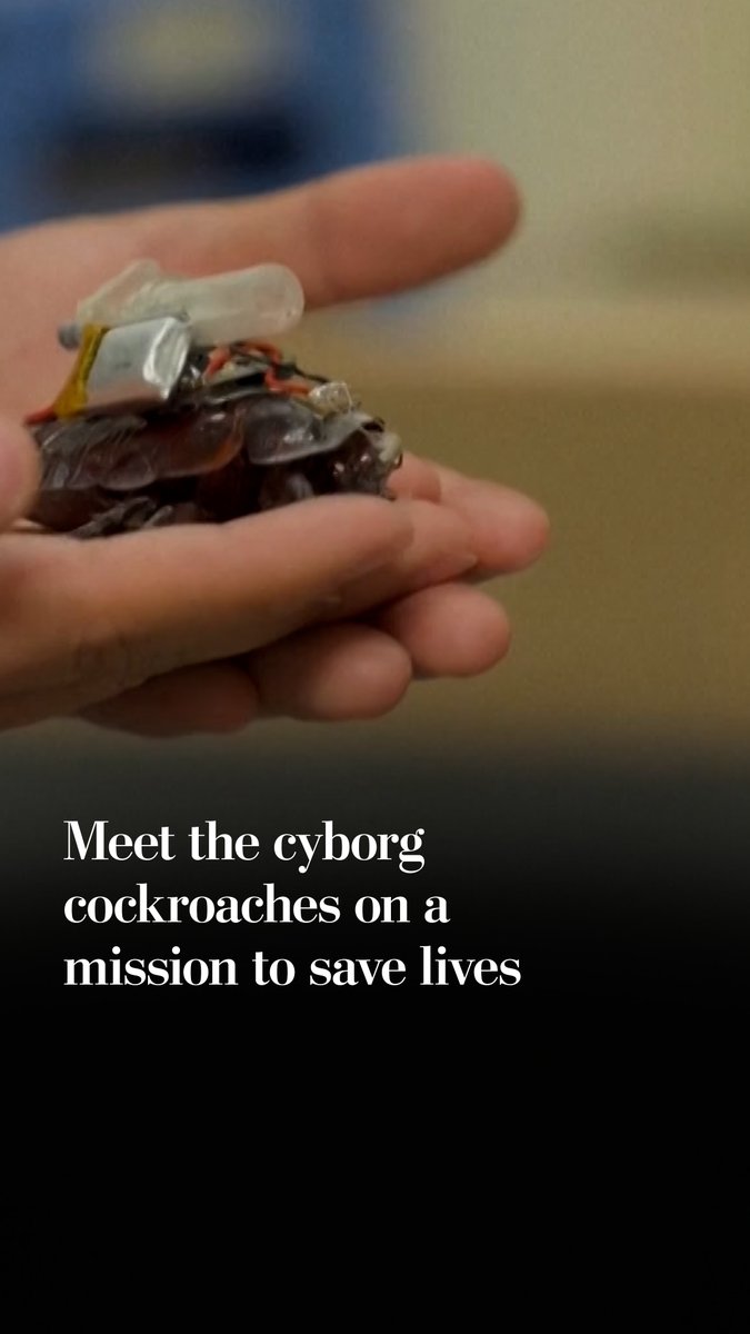 Scientists have developed paramedic cyborg cockroaches that could one day be used by search-and-rescue teams to deliver lifesaving drugs to people trapped after disasters.