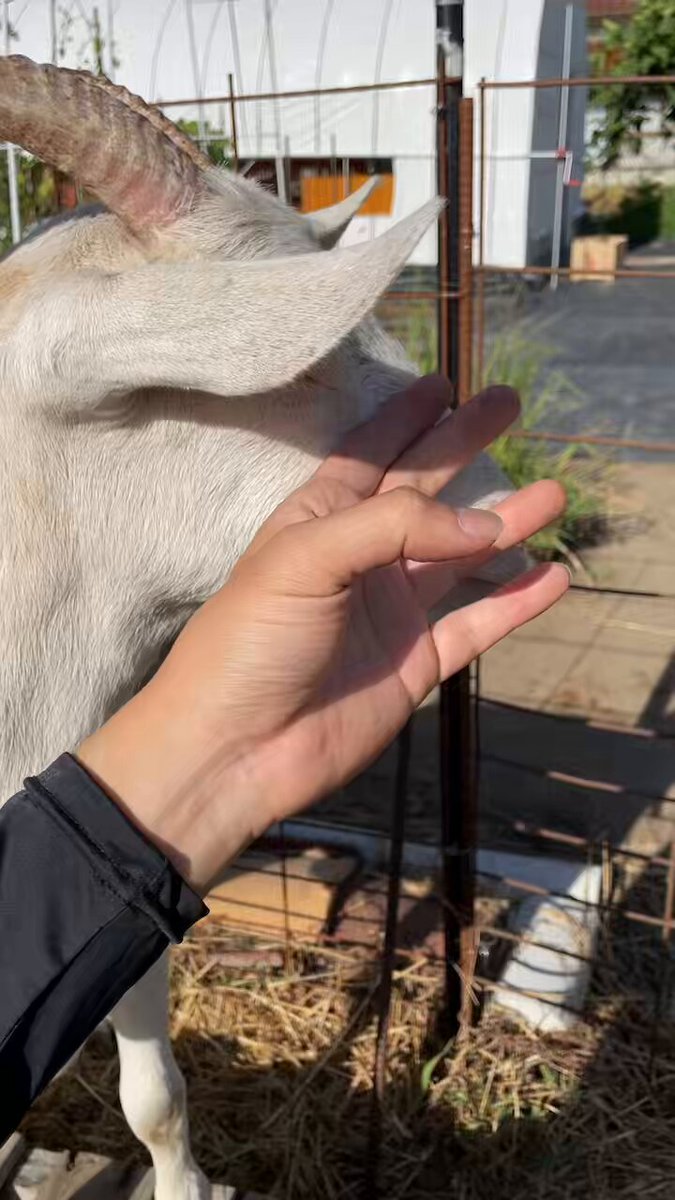 『お腹、お尻、口周り、鼻』などヤギには揉むと気持ちがいい箇所がいくつかあるが私のオススメする最新ヤギ揉みトレンドはここ 前脚の間のお肉が垂れてタプタプしている所！！ 名付けてハト胸ならぬ『ヤギ胸』