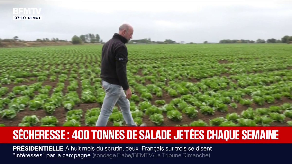 Trop petite et en dessous des calibres... À cause de la sécheresse, ce producteur de salade jette 400 tonnes par semaine