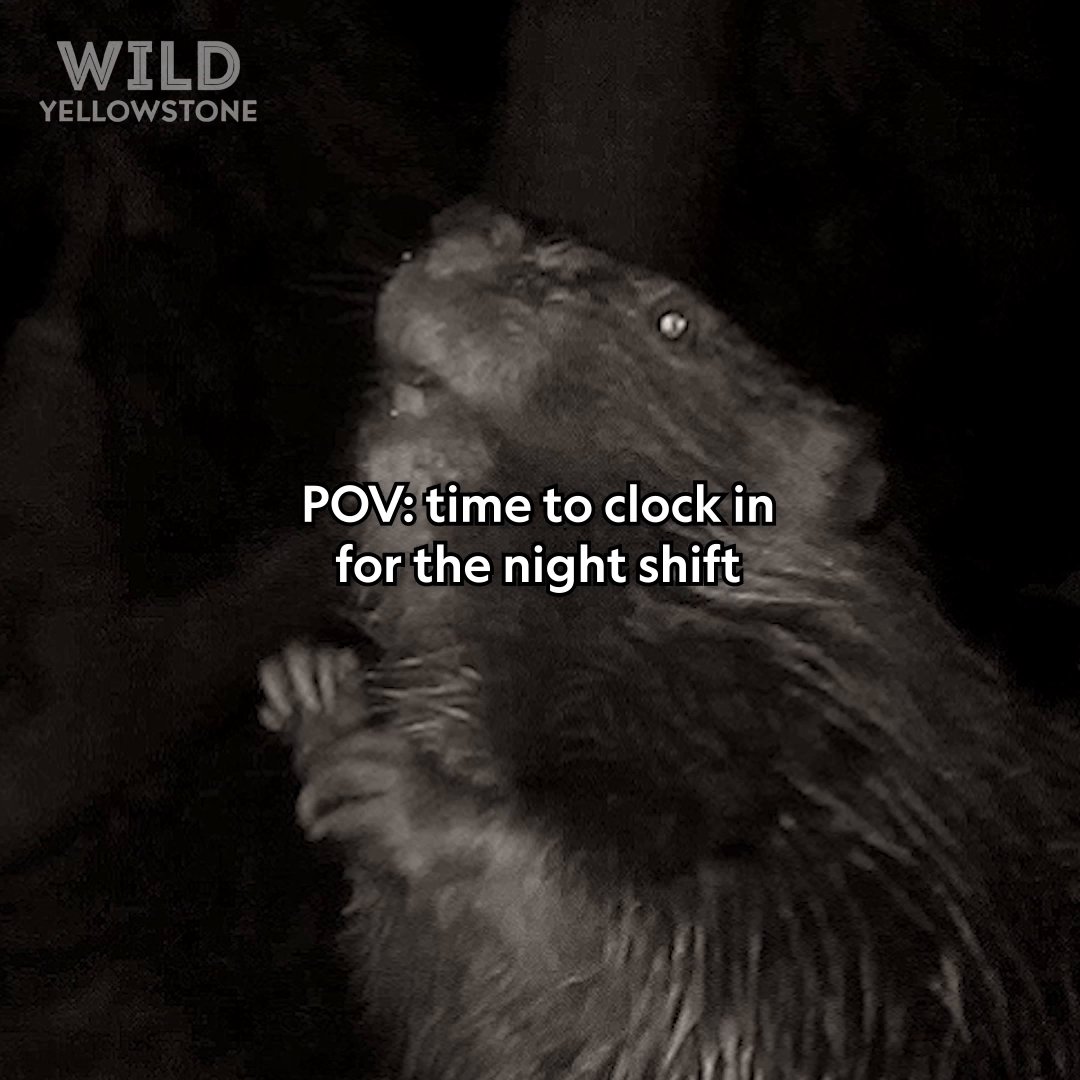 Beaver dad's working the night shift 🌙🦫 For beavers, the night shift comes with benefits. Cooler temperatures and fewer active predators make it the perfect time for construction. #WildYellowstone is now streaming on Disney+.