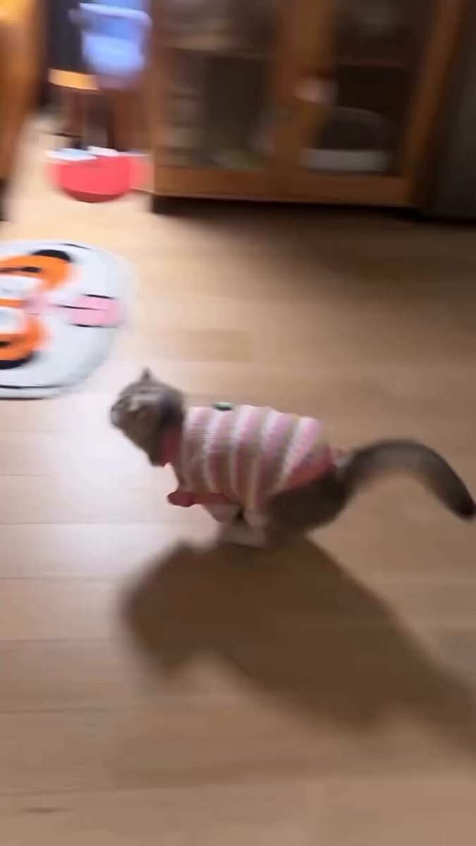 Cat's having so much fun..🐈🐾😅