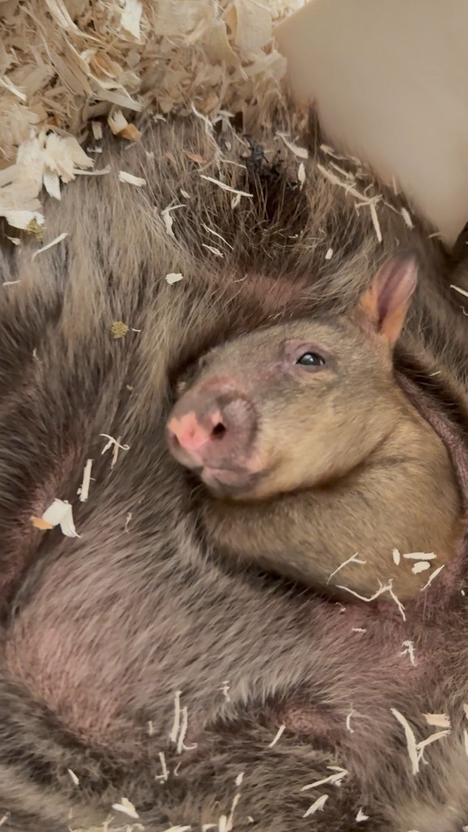PEEK-A-BOO! 👀🤎 Tiny nose? Check. Tiny paws? Check. Completely stealing hearts? Also check. 🥹