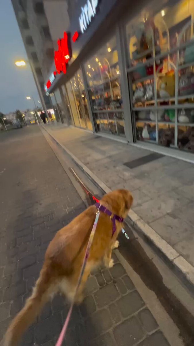 Her yürüyüşten sonra eve dönüş yolunda kırtasiyeyi pet shop sanıp içeri girmek isteyen köpek.