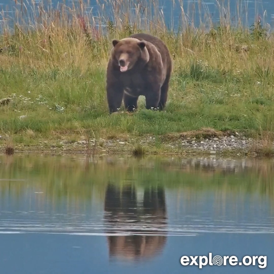 Does bear 910 look like a Fat Bear Week contender to you?