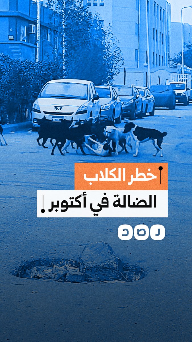 تعرض المواطنين للخطر.. استغاثة مواطنين من انتشار الكلاب الضالة في مدينة 6 أكتوبر