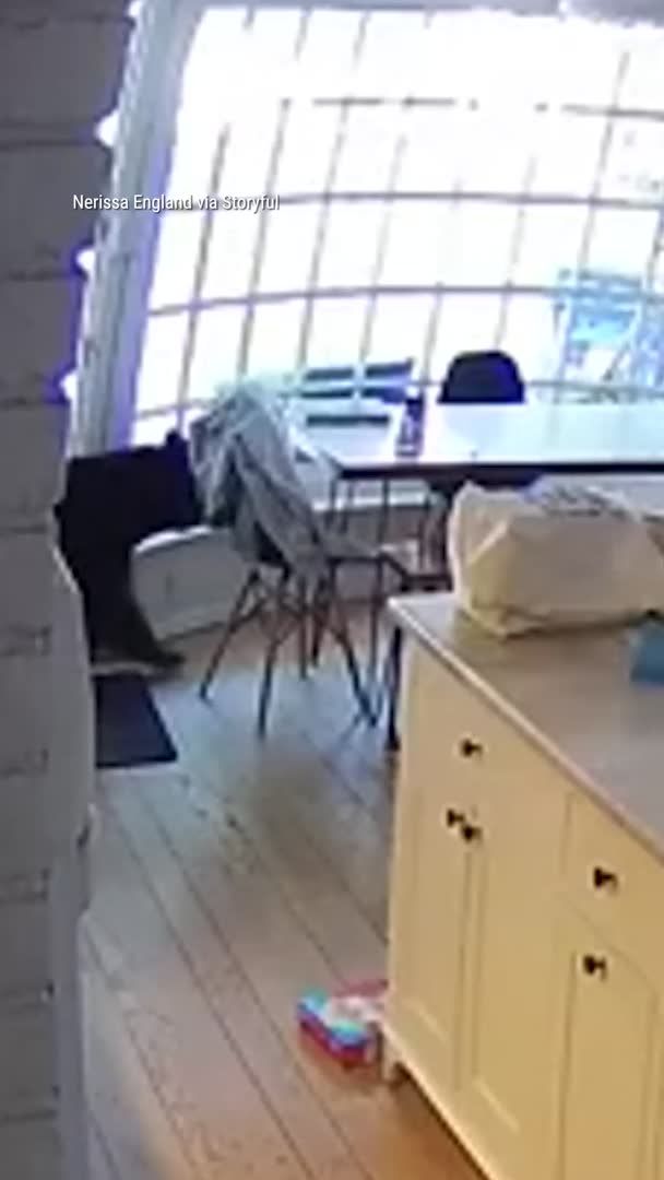 A Colorado family wakes up to an unexpected breakfast guest after a bear strolls through their open back door and helps itself in the kitchen. Surveillance video shows the bear eating the kids' Flintstones vitamins off the dining room table before grabbing the family's trash can, dragging it outside and digging in. The family's 8-year-old daughter and her father eventually scare the bear away by making noise.