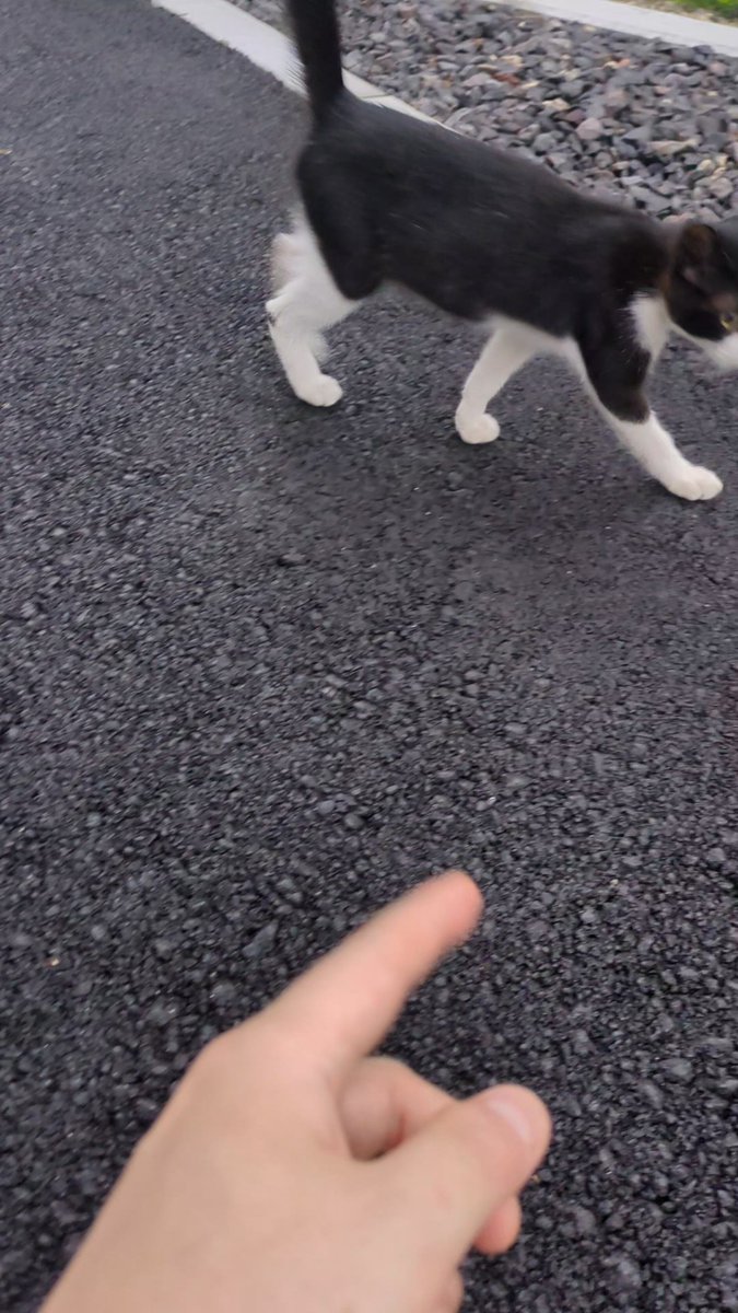 ハチワレ子猫ちゃんから初のスリスリ貰えた…！