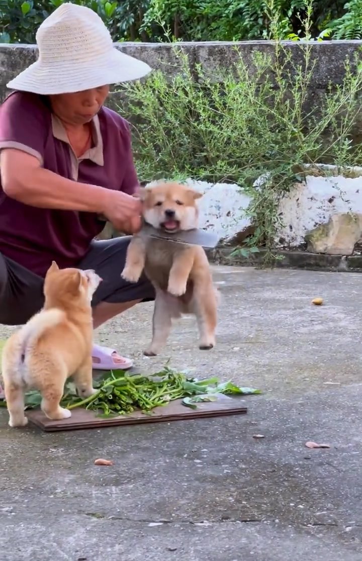 Dog: Sao tui mới đi ngang qua mà đã cạo lông tui vậy trời ơi 🥹