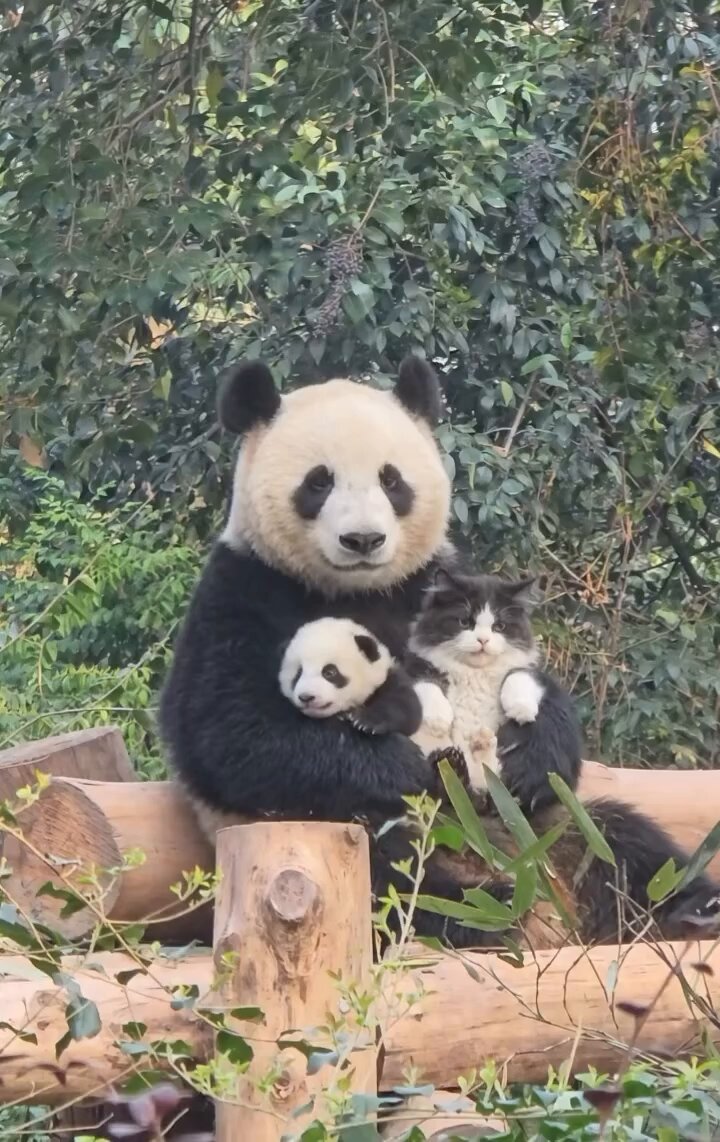 Satu anak pungut. Bisa-bisanya 😂😂