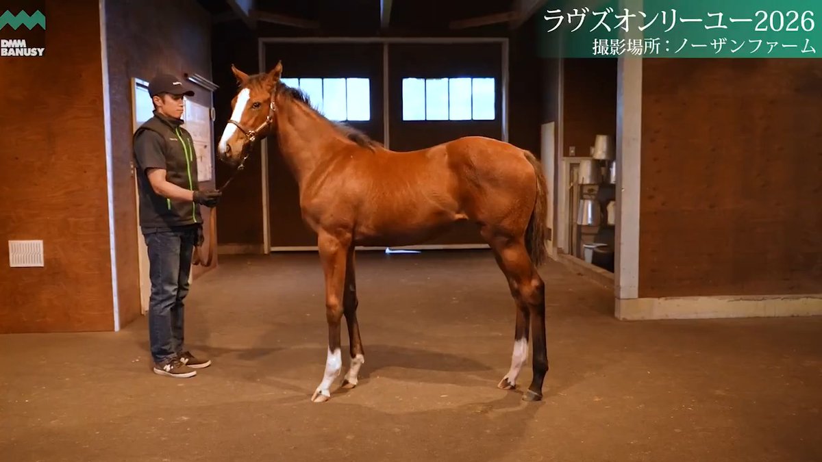 【満口御礼】8/28撮影🆕 ラヴズオンリーユー2026(牝.当歳) 2期募集馬を対象にディープモンスターのアミールトロフィー優勝を記念して最大20%キャッシュバックキャンペーン第2弾を実施！ DMM バヌーシー ▽募集馬一覧はこちら