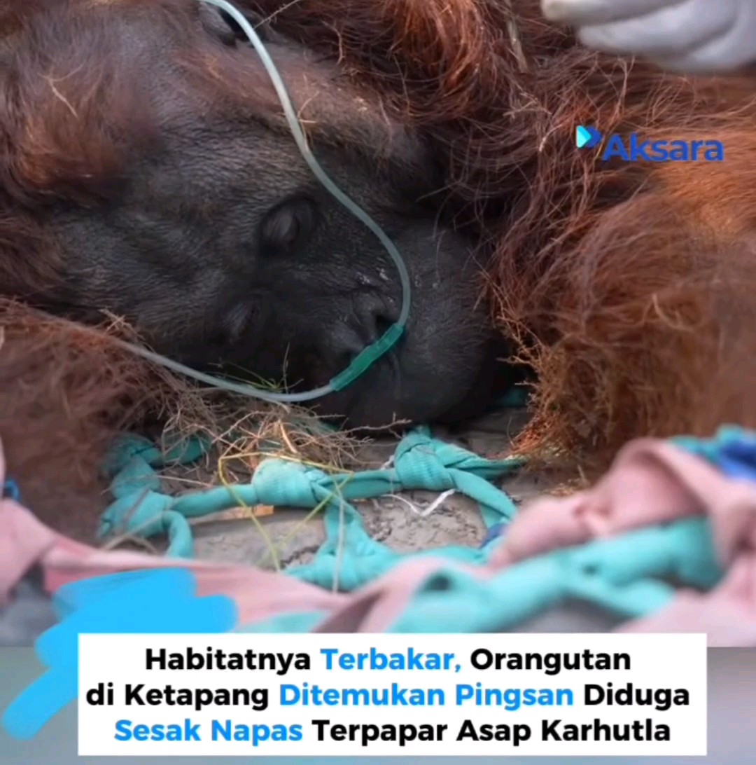 jangankan manusia, hewan dan tumbuhan pun tersiksa tinggal di negeri ini 😭💔 ga kebayang seberapa jauh dia berjalan dari rumahnya yang habis terbakar untuk menyelamatkan dirinya 😭 dan ini baru satu, masih banyak satwa lainnya alami hal yang sama 🥹 terima kasih orang baik yang telah menolong satwa. tolong suarakan untuk mereka para hewan-hewan yang selalu merintih dalam sunyi 🥀 tolong suarakan 😔🙏🏻