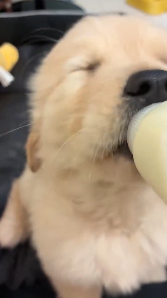 softest golden floof you will see today 💛
