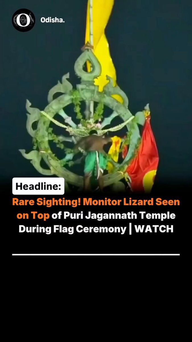 A surprising sight at the sacred Jagannath Temple has caught the attention of devotees and social media users alike. During the daily flag-changing ritual atop the temple's towering spire, a monitor lizard was reportedly spotted near the upper section of the structure. The unusual appearance of the reptile at such a height quickly drew curiosity among those present and in videos circulating online. The incident occurred while servitors were carrying out the traditional flag-changing ceremony, a centuries-old ritual performed every day at the temple. Despite the unexpected presence of the monitor lizard, the ceremony continued without disruption. The reptile was seen moving along the temple structure before disappearing from view, leaving many viewers astonished by how it managed to climb to such a height. The visuals have sparked discussion among devotees, wildlife enthusiasts, and social media users. While some viewed the incident as a rare natural occurrence, others expressed concern about wildlife entering heritage structures. The video has since become a topic of conversation, adding another unusual chapter to the many fascinating moments associated with the revered temple in Puri.