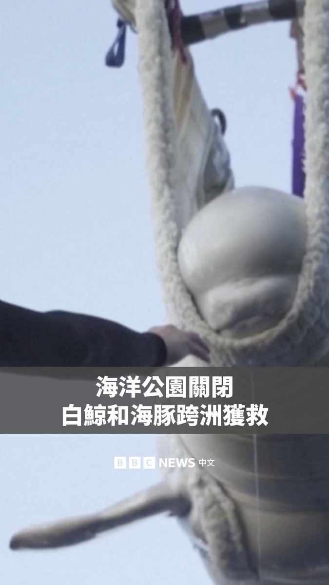 两头白鲸和四只海豚从一座已关闭超过一年的加拿大海洋公园获救，展开跨洲转移之旅。它们搭乘特别包机，经过七个小时的飞行后，抵达西班牙瓦伦西亚的一座水族馆。 这次转移是国际救援及安置行动的一部分，目的是为这些海洋哺乳动物寻找新的栖身地，并避免它们遭到安乐死。